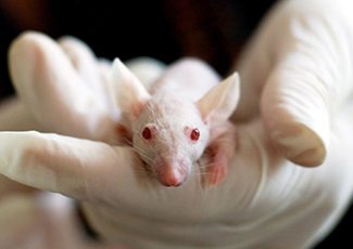Destroying tumors in mice; de-aging fruit flies; counting neurons in zebrafish – S&P Global