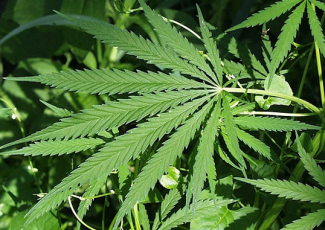Mississippi to vote on medical marijuana in 2020 – Ballotpedia News
