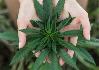 Scientists discover new cannabinoids 30 times stronger than THC – Happy Mag